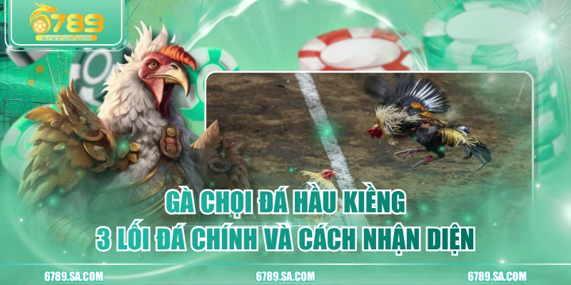 Gà Chọi Đá Hầu Kiềng | 3 Lối Đá Chính Và Cách Nhận Diện