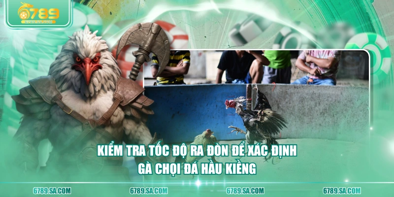 Kiểm tra tốc độ ra đòn để xác định gà chọi đá hầu kiềng