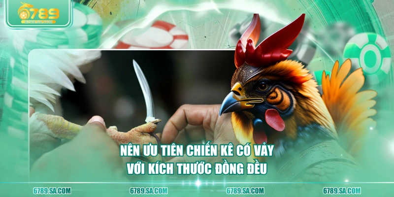 Nên ưu tiên chiến kê có vảy với kích thước đồng đều