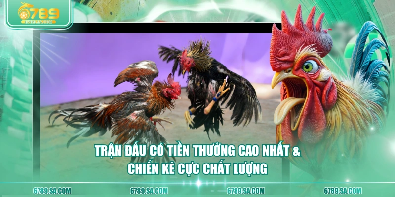 Trận đấu có tiền thưởng cao nhất & chiến kê cực chất lượng 